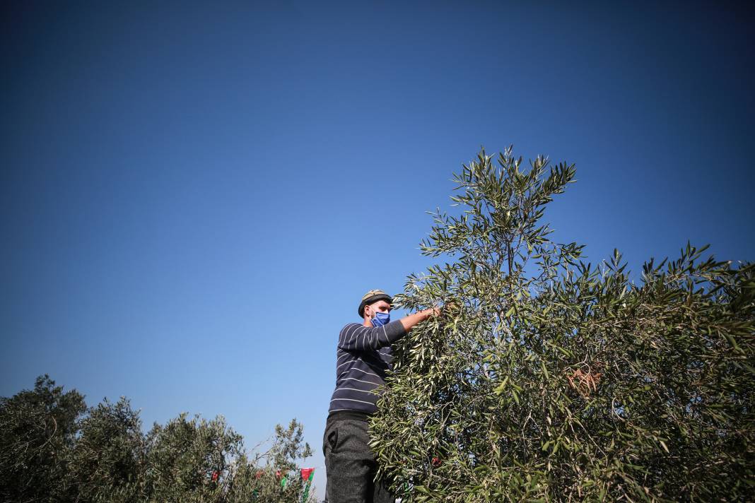 Gazze'li geçlerden zeytin hasadına destek 5