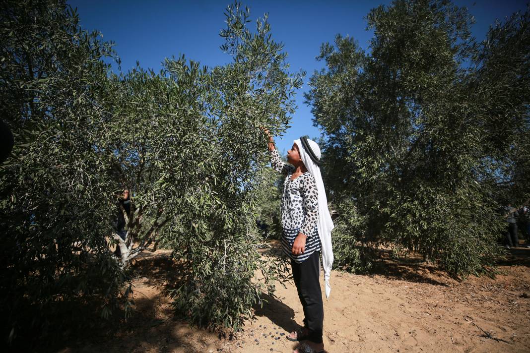 Gazze'li geçlerden zeytin hasadına destek 6