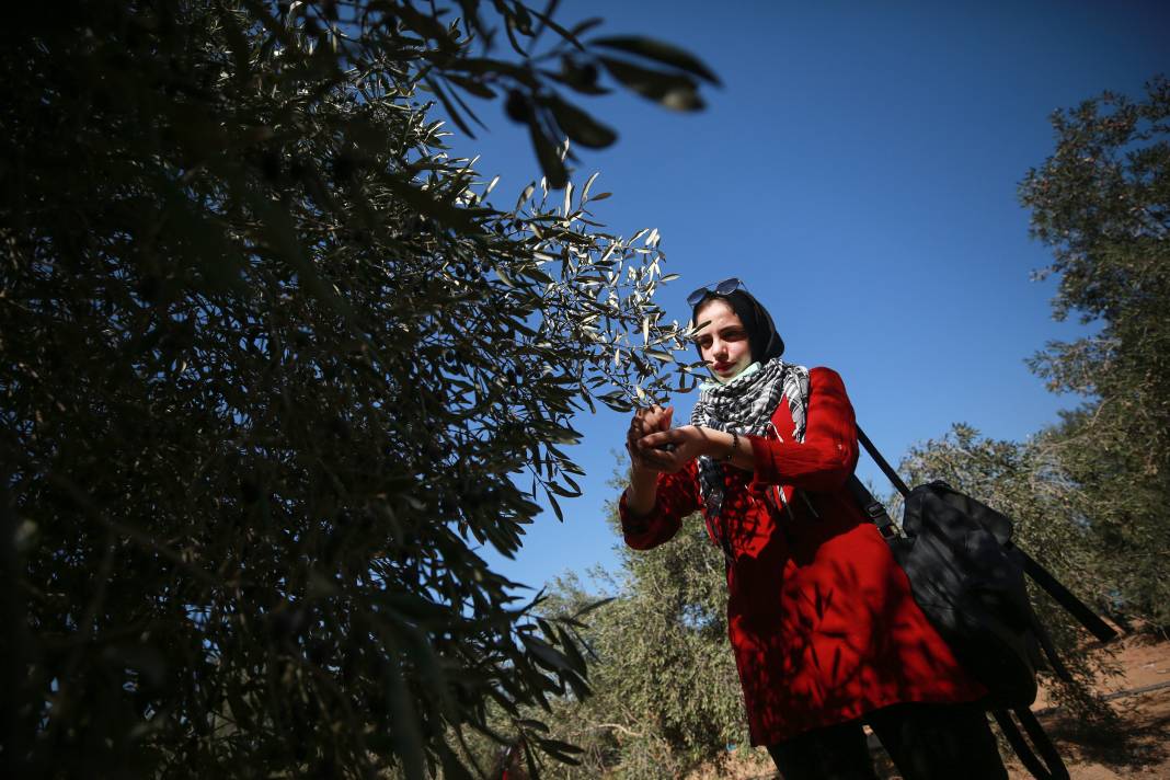 Gazze'li geçlerden zeytin hasadına destek 7