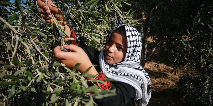 Gazze'li geçlerden zeytin hasadına destek
