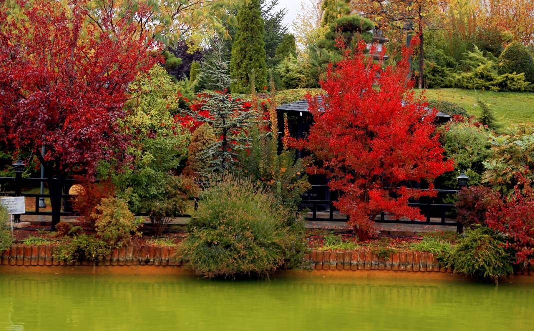 Konya'da ki Kuğulu ve Japon Parkı sonbahar renklerine büründü 10