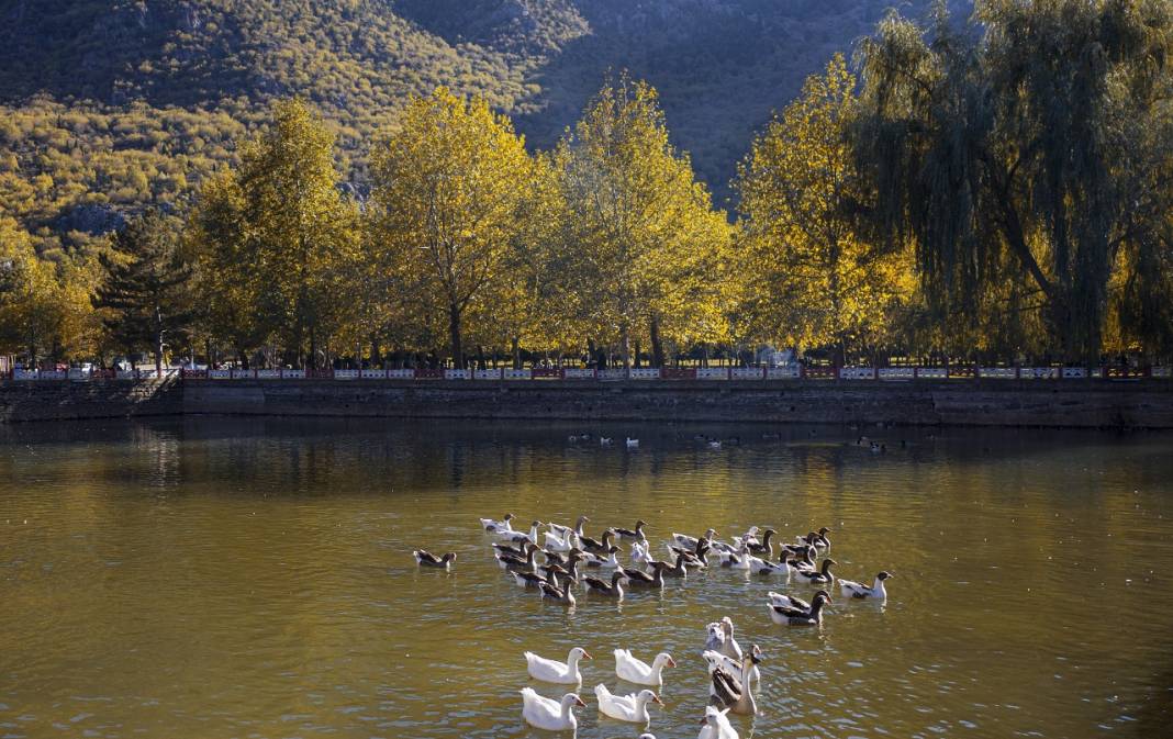 Konya'da ki Kuğulu ve Japon Parkı sonbahar renklerine büründü 5