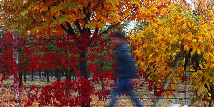 Konya'da ki Kuğulu ve Japon Parkı sonbahar renklerine büründü