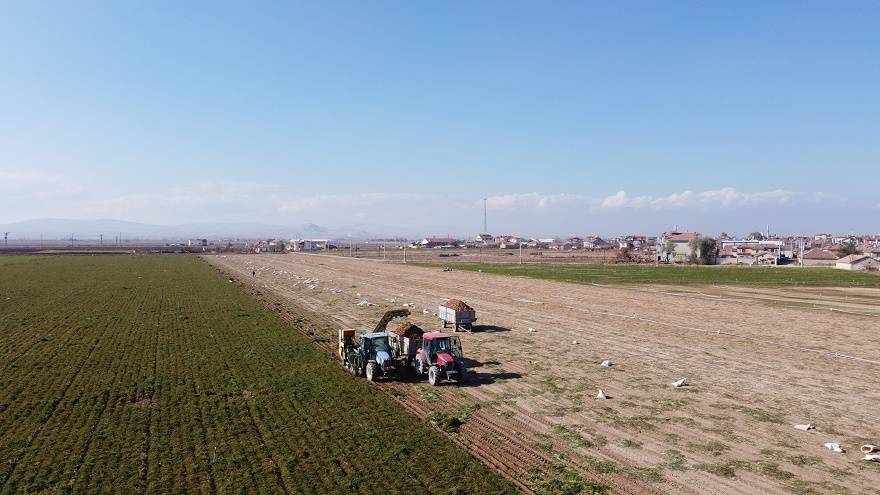 Konya Türkiye'deki havucun yüzde 70'i Kaşınhanı'da üretiliyor 4