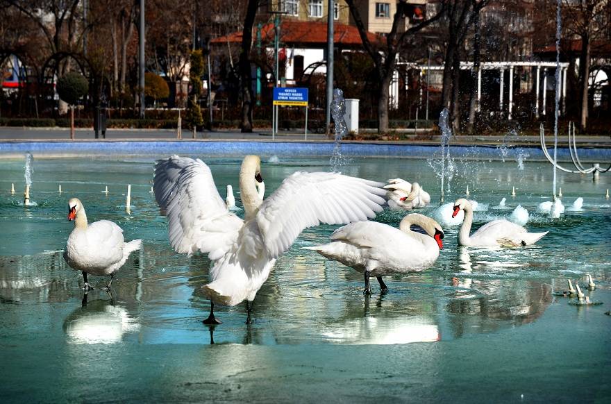 Konya'da kuğular buz tutan havuzda güzel görüntüler oluşturdu 10