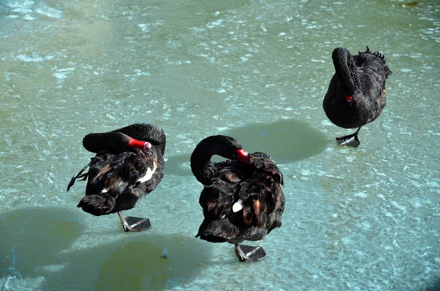 Konya'da kuğular buz tutan havuzda güzel görüntüler oluşturdu 11
