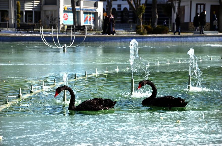 Konya'da kuğular buz tutan havuzda güzel görüntüler oluşturdu 4
