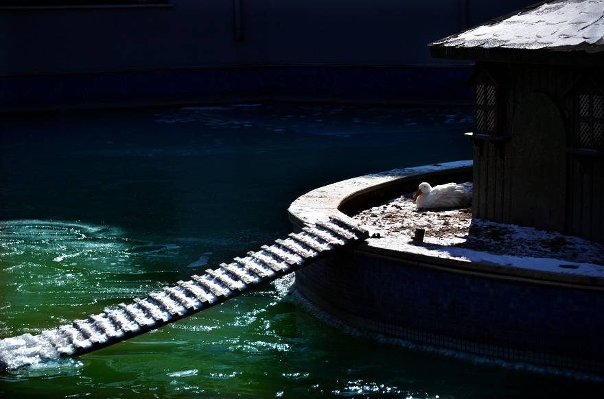 Konya'da kuğular buz tutan havuzda güzel görüntüler oluşturdu 7