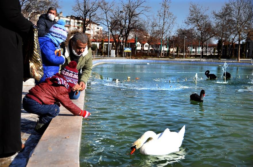 Konya'da kuğular buz tutan havuzda güzel görüntüler oluşturdu 8