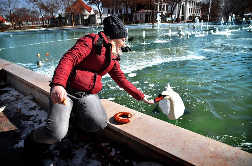 Konya'da kuğular buz tutan havuzda güzel görüntüler oluşturdu 9