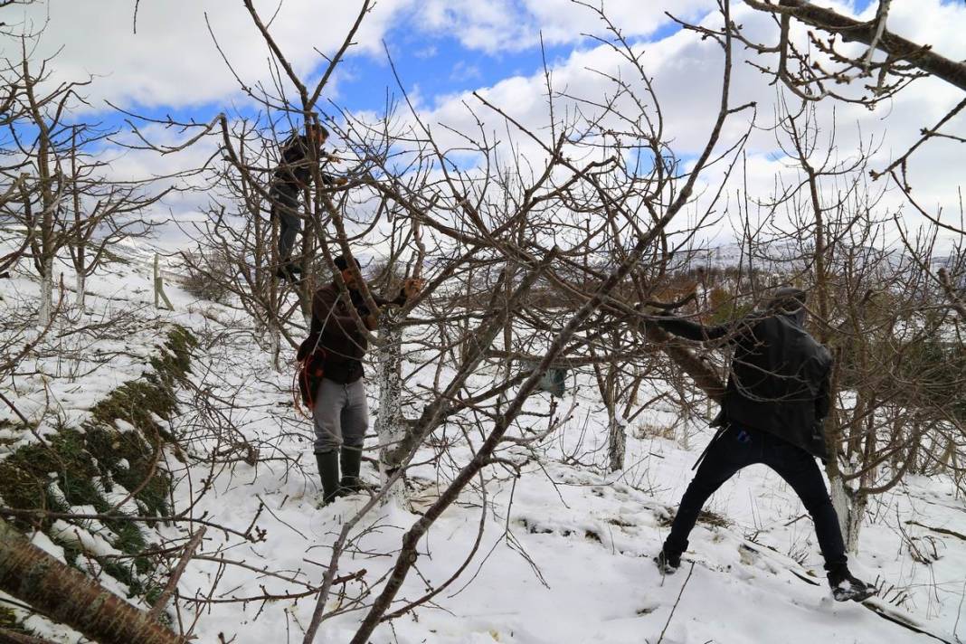 Toroslar'daki kiraz bahçeleri kar altında yeni sezona hazırlanıyor 3