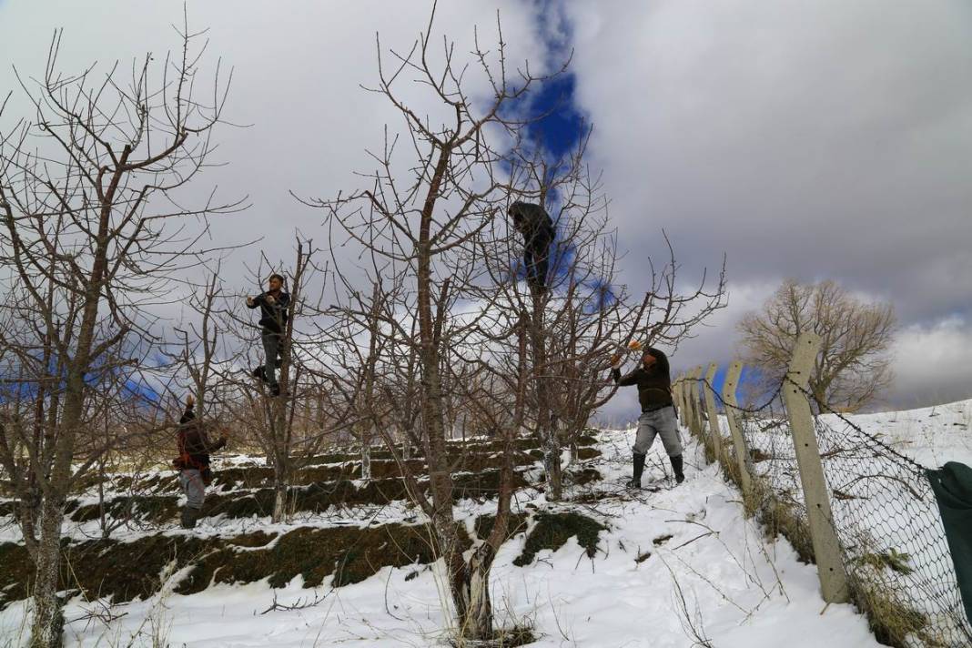 Toroslar'daki kiraz bahçeleri kar altında yeni sezona hazırlanıyor 6