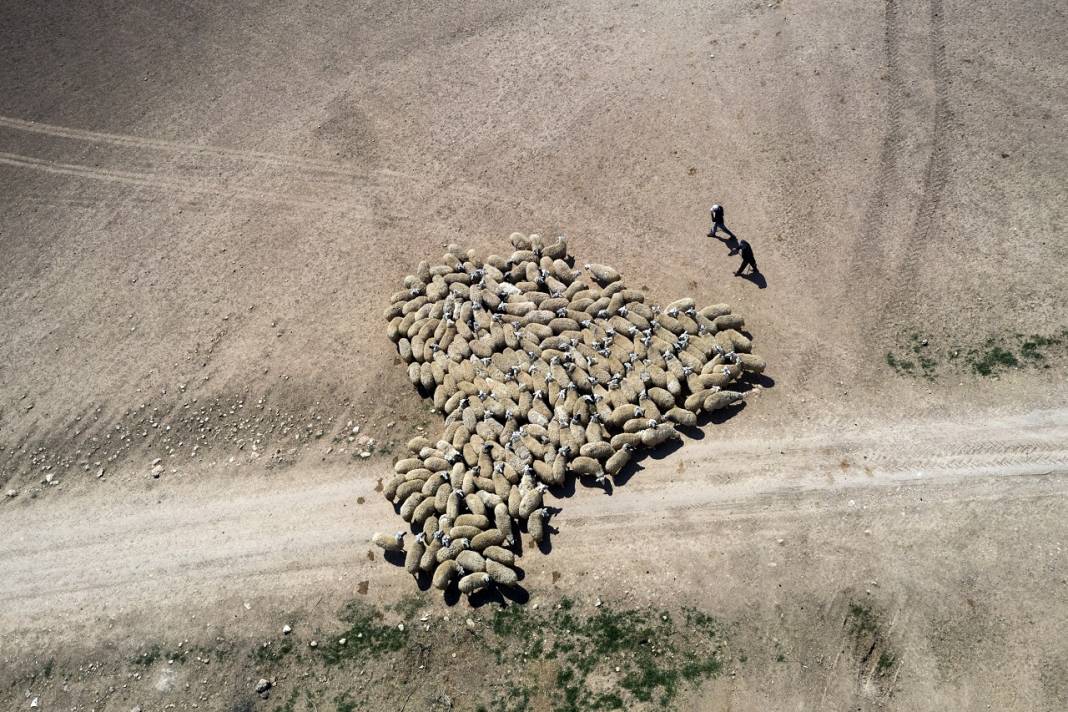 Konya'da binlerce kuzunun 'süt koşusu' renkli görüntülere sahne oldu 6