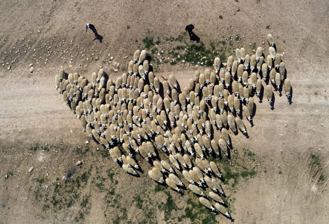 Konya'da binlerce kuzunun 'süt koşusu' renkli görüntülere sahne oldu 7