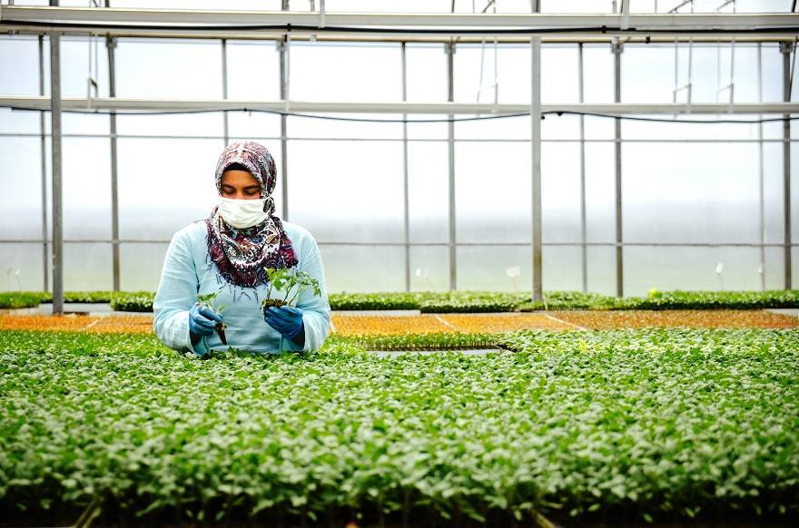 Konya'da sebze üreticisi iklime uygun fideyle pazara 'erken' giriyor 11