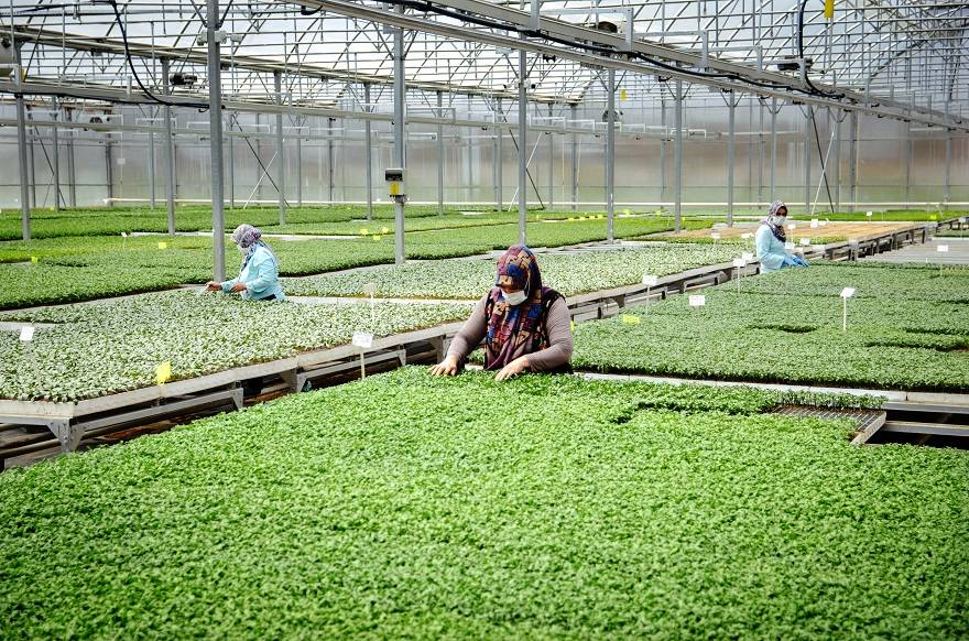 Konya'da sebze üreticisi iklime uygun fideyle pazara 'erken' giriyor 13