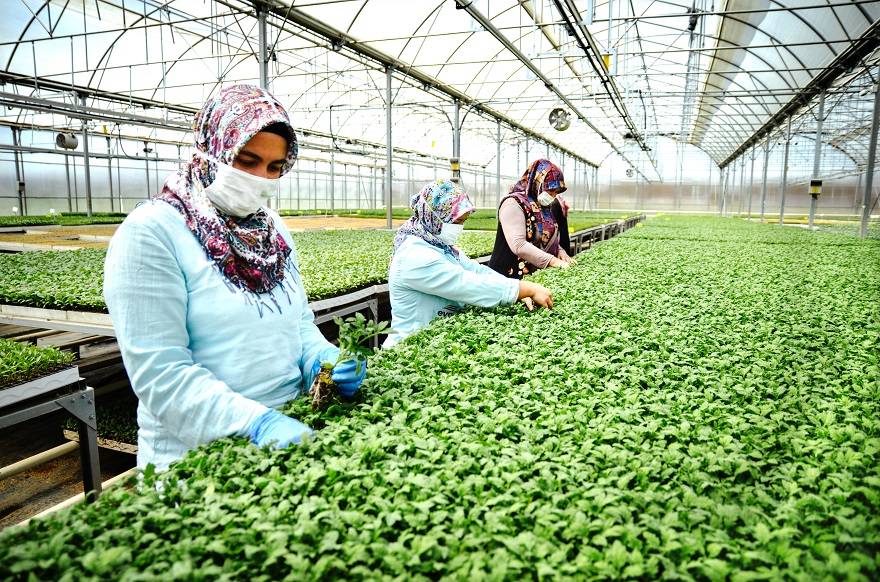 Konya'da sebze üreticisi iklime uygun fideyle pazara 'erken' giriyor 14