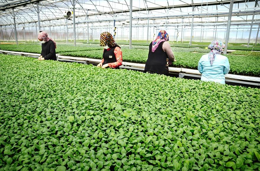 Konya'da sebze üreticisi iklime uygun fideyle pazara 'erken' giriyor 15