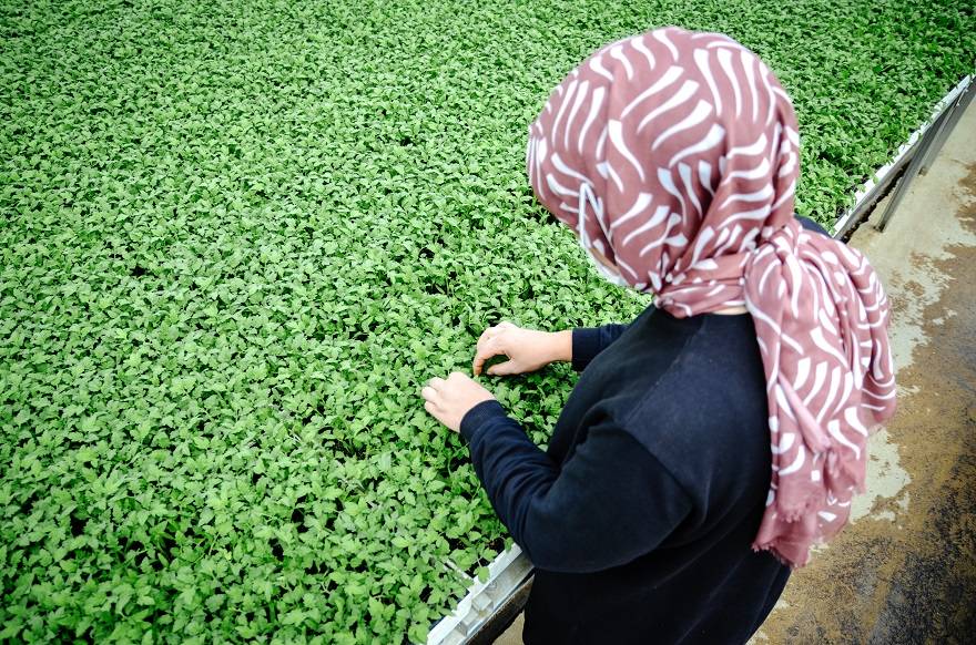 Konya'da sebze üreticisi iklime uygun fideyle pazara 'erken' giriyor 16