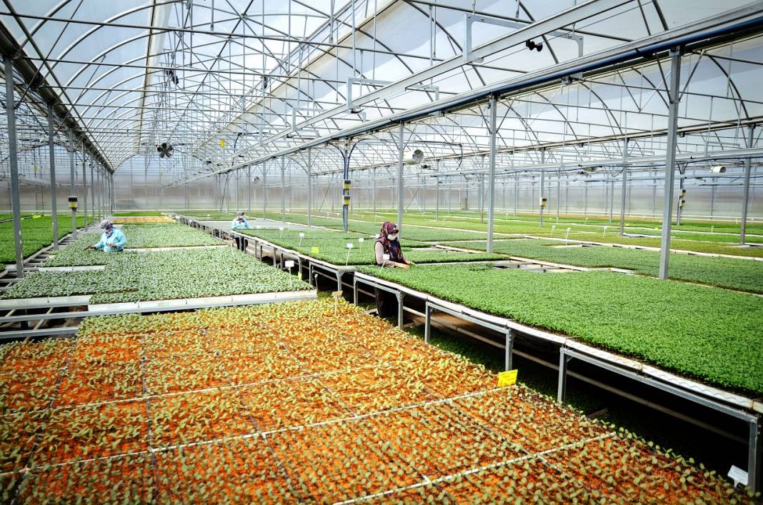Konya'da sebze üreticisi iklime uygun fideyle pazara 'erken' giriyor 4