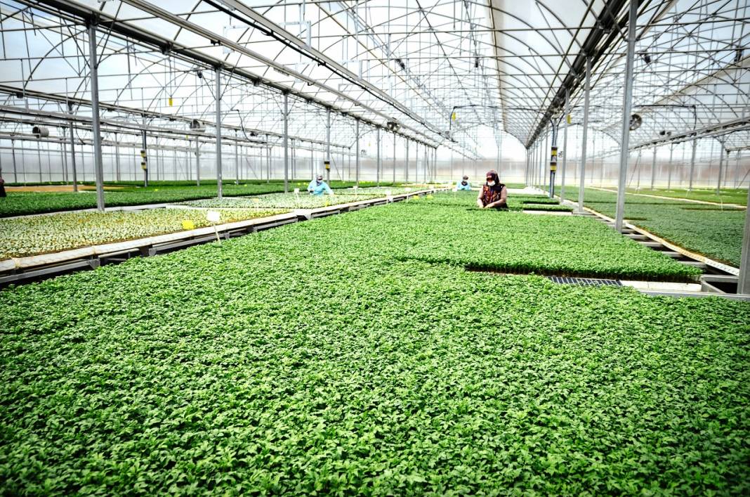 Konya'da sebze üreticisi iklime uygun fideyle pazara 'erken' giriyor 5