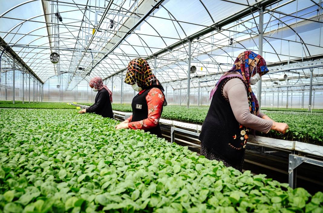 Konya'da sebze üreticisi iklime uygun fideyle pazara 'erken' giriyor 6