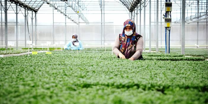 Konya'da sebze üreticisi iklime uygun fideyle pazara 'erken' giriyor