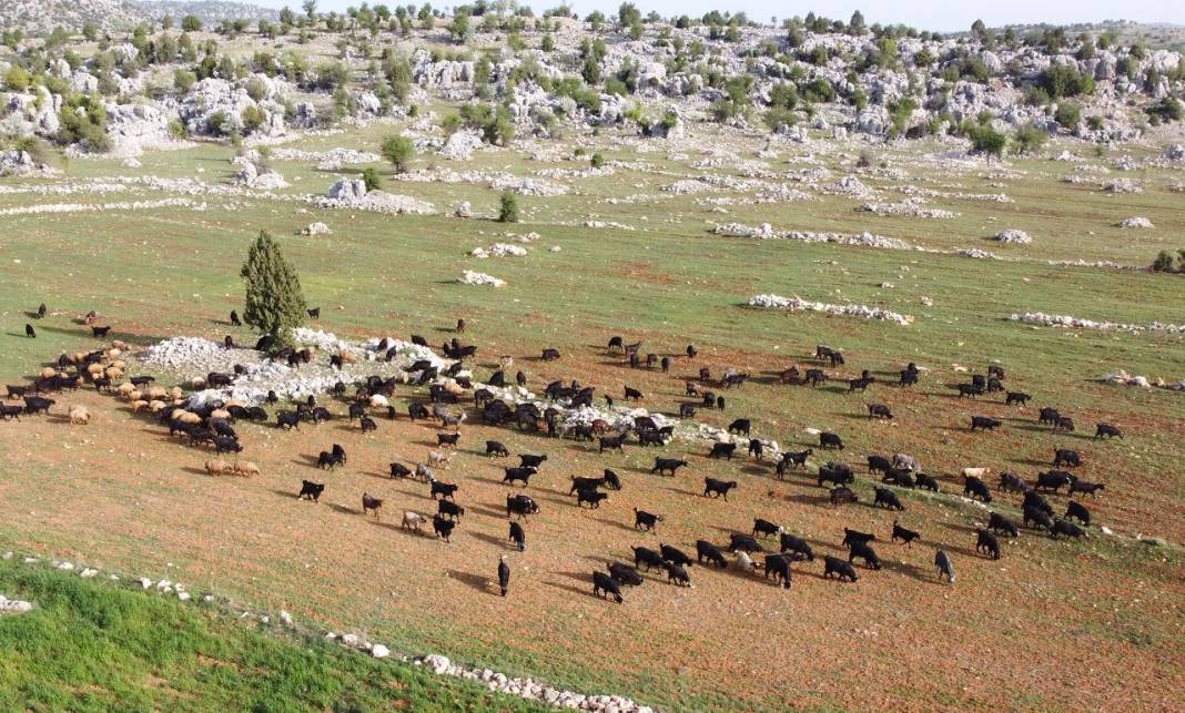 Sarıkeçili Yörükleri 1000 yıllık tarihi yolculuğunu develerle sürdürüyor 10