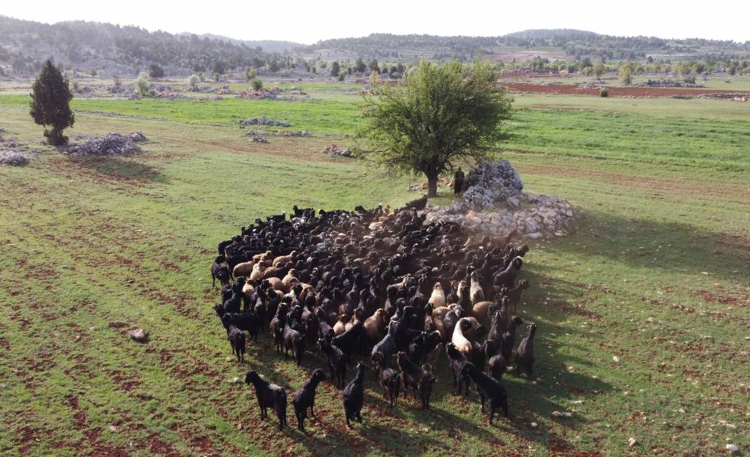Sarıkeçili Yörükleri 1000 yıllık tarihi yolculuğunu develerle sürdürüyor 19