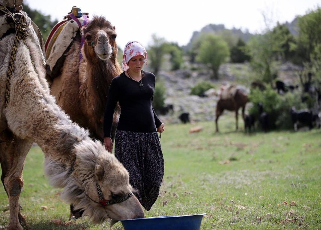 Sarıkeçili Yörükleri 1000 yıllık tarihi yolculuğunu develerle sürdürüyor 21