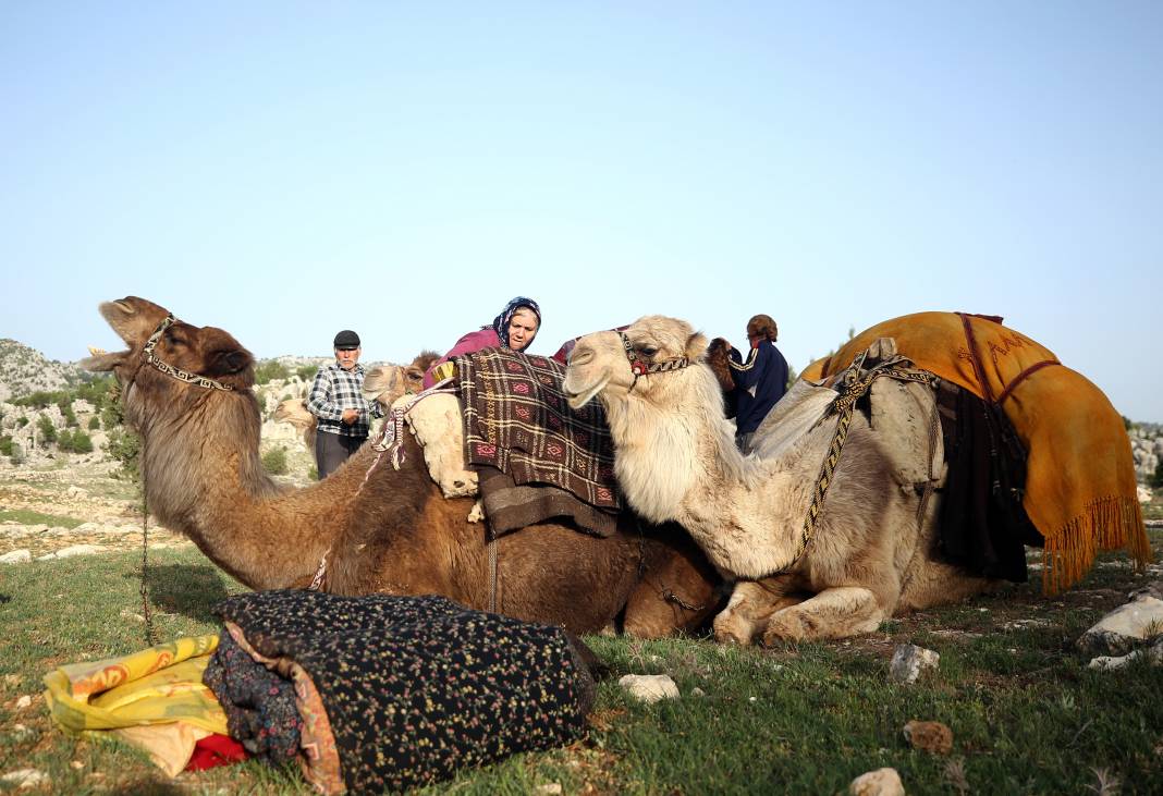 Sarıkeçili Yörükleri 1000 yıllık tarihi yolculuğunu develerle sürdürüyor 22