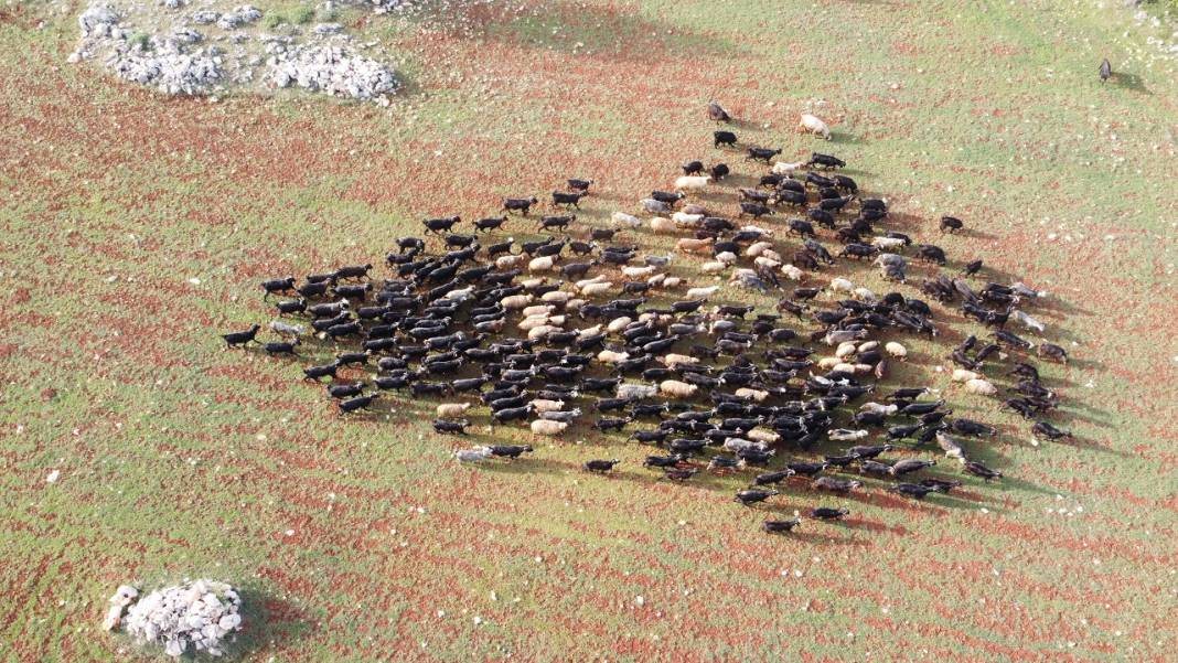 Sarıkeçili Yörükleri 1000 yıllık tarihi yolculuğunu develerle sürdürüyor 9