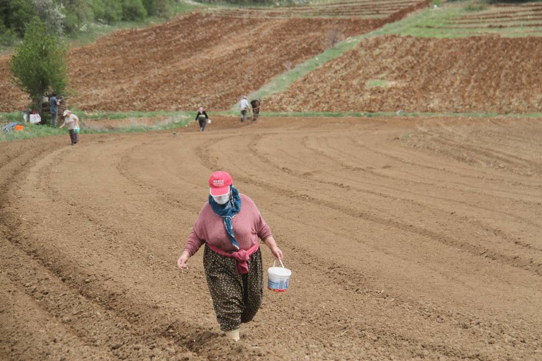 Konya'da çiftçilerin şeker fasulyesi ekim mesaisi başladı 2