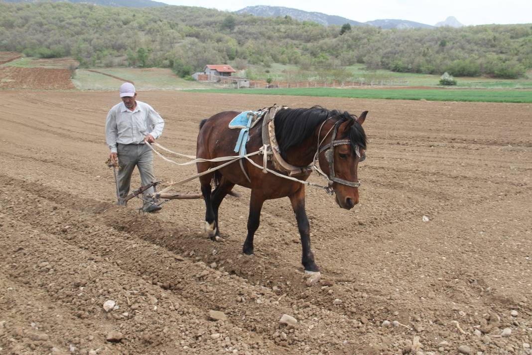 Konya'da çiftçilerin şeker fasulyesi ekim mesaisi başladı 4