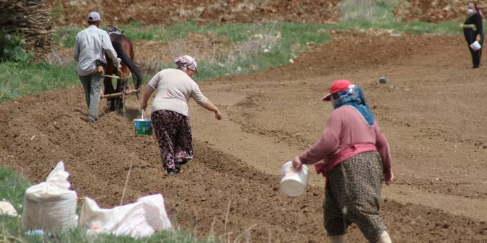Konya'da çiftçilerin şeker fasulyesi ekim mesaisi başladı