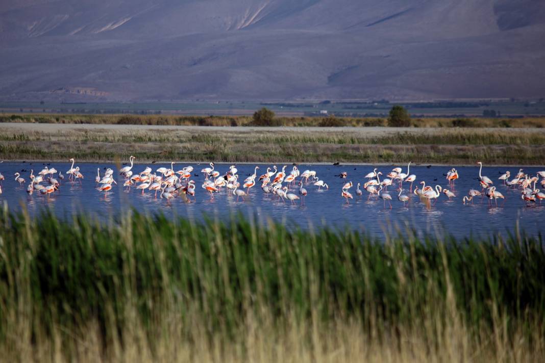 Akgöl sazlıkları flamingolarla ayrı bir güzelliğe büründü 7