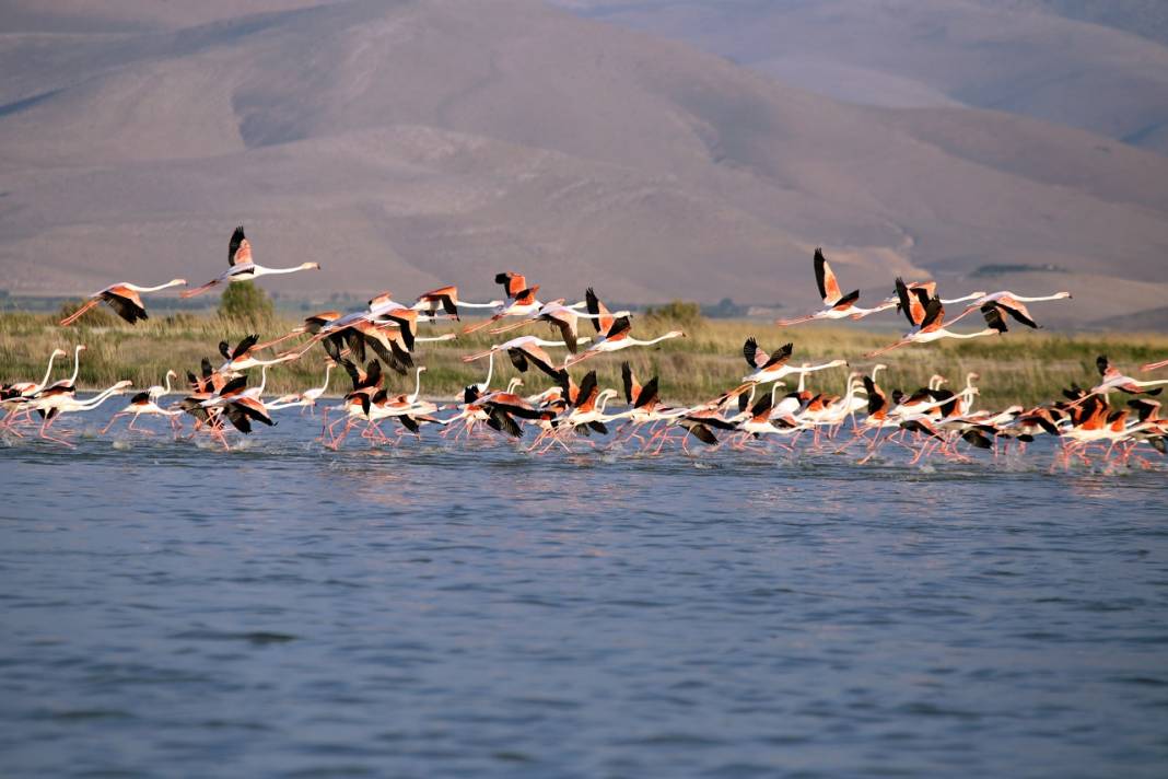 Akgöl sazlıkları flamingolarla ayrı bir güzelliğe büründü 8