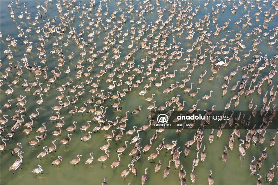 Minik flamingolar uçmayı "doğal kreşte" öğreniyor 2