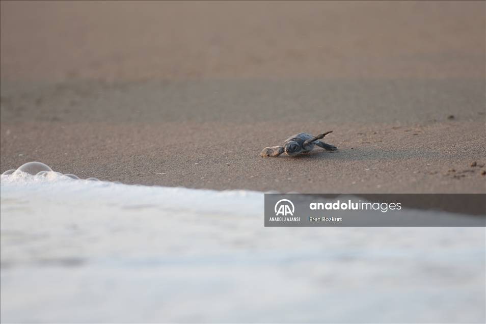 Yumurtalarından çıkan yavru deniz kaplumbağaları, mavi sularla buluşup "hayat yolculuğuna" başlıyor 1