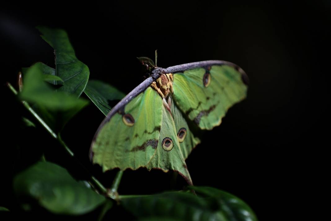 Konya'daki kelebek bahçesinin yeni üyesi, bir haftalık ömrünü beslenmeden tamamlıyor 10