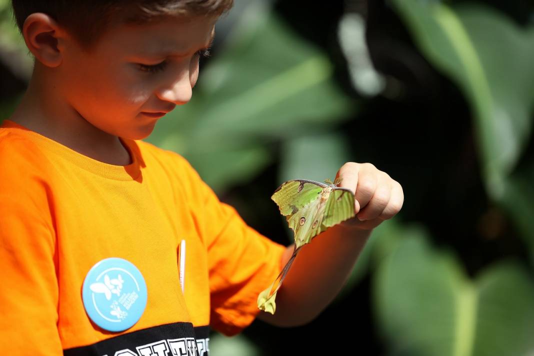 Konya'daki kelebek bahçesinin yeni üyesi, bir haftalık ömrünü beslenmeden tamamlıyor 12