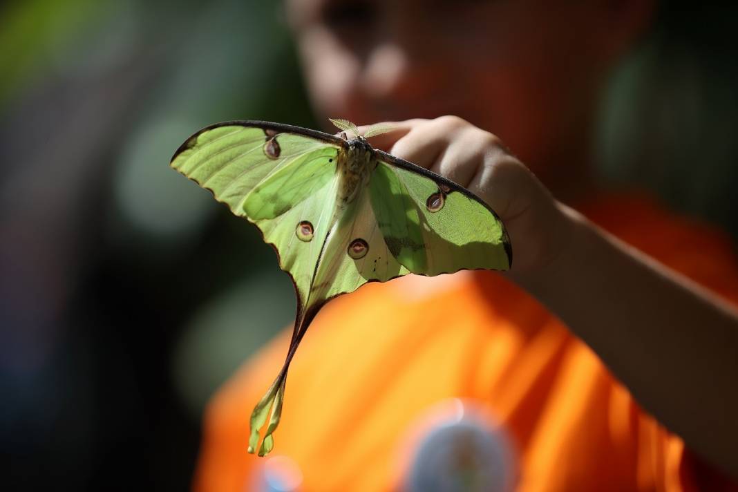 Konya'daki kelebek bahçesinin yeni üyesi, bir haftalık ömrünü beslenmeden tamamlıyor 14