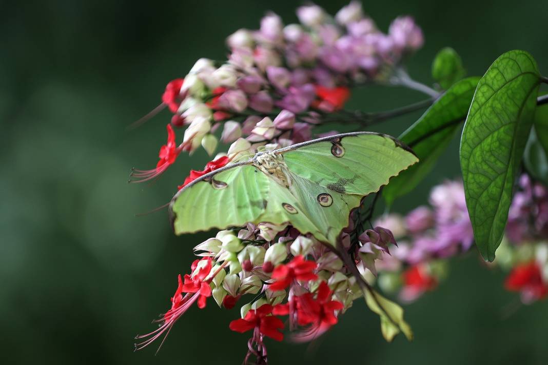 Konya'daki kelebek bahçesinin yeni üyesi, bir haftalık ömrünü beslenmeden tamamlıyor 4