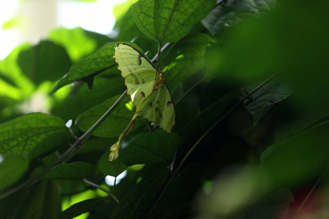 Konya'daki kelebek bahçesinin yeni üyesi, bir haftalık ömrünü beslenmeden tamamlıyor 5