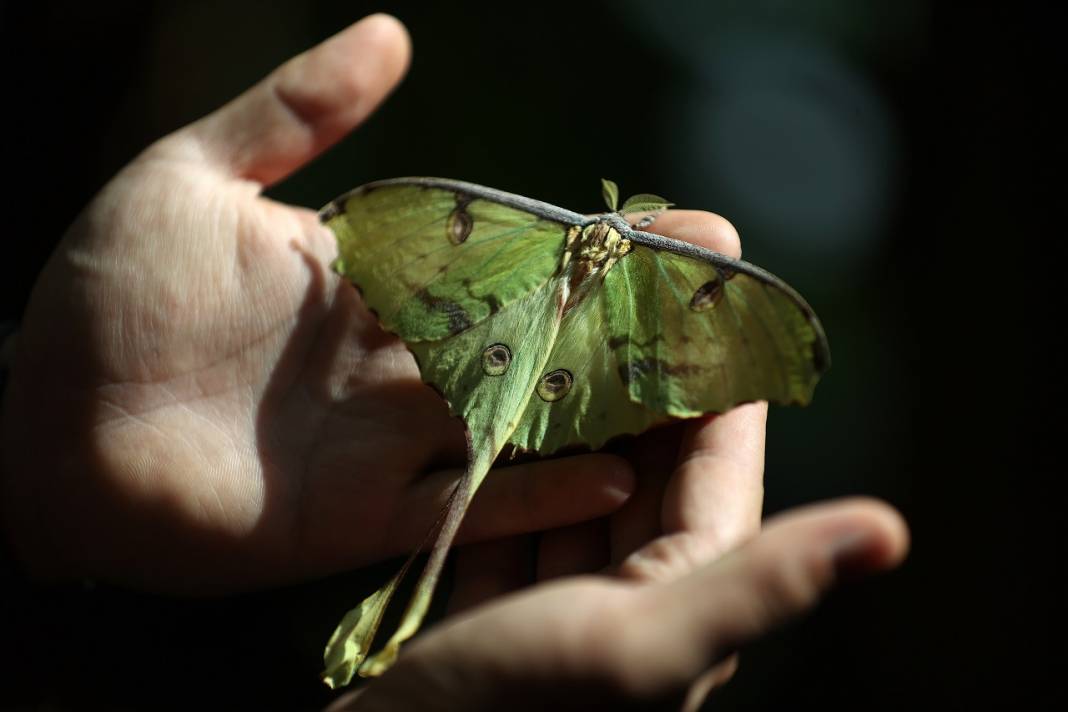Konya'daki kelebek bahçesinin yeni üyesi, bir haftalık ömrünü beslenmeden tamamlıyor 7