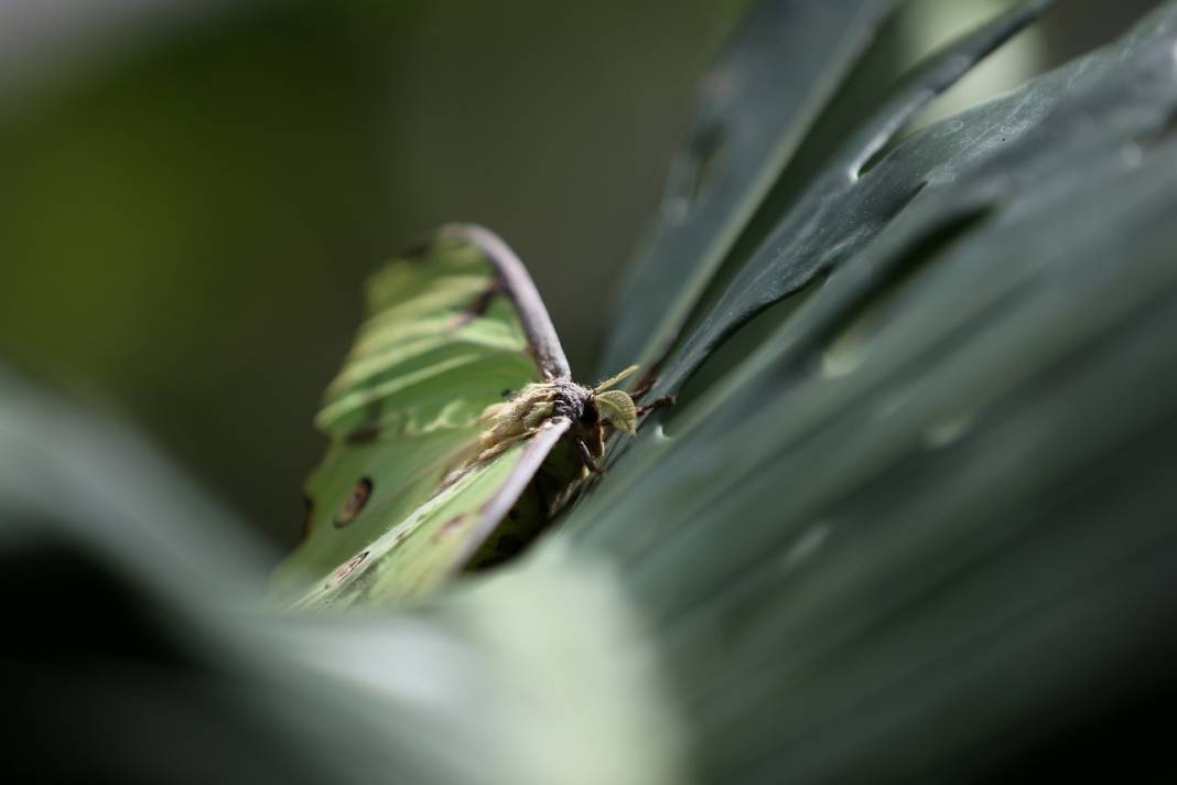 Konya'daki kelebek bahçesinin yeni üyesi, bir haftalık ömrünü beslenmeden tamamlıyor 8