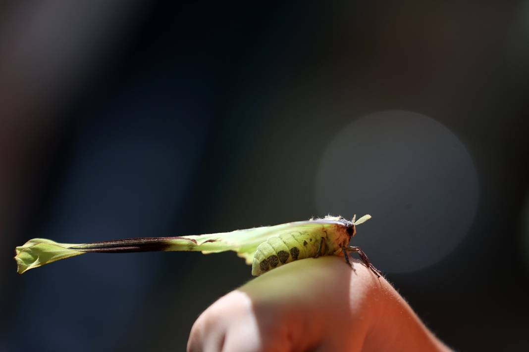 Konya'daki kelebek bahçesinin yeni üyesi, bir haftalık ömrünü beslenmeden tamamlıyor 9