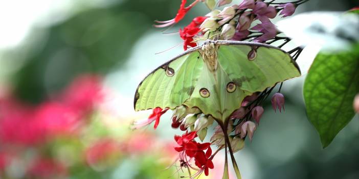 Konya'daki kelebek bahçesinin yeni üyesi, bir haftalık ömrünü beslenmeden tamamlıyor