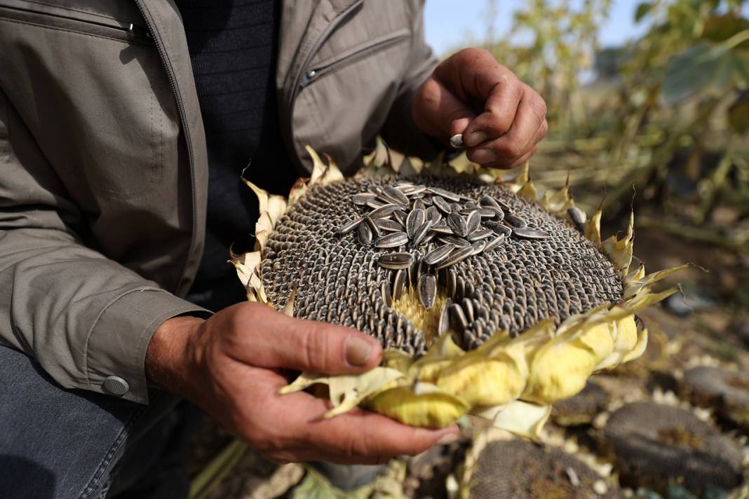 Konya Ovası'nda yağlık ayçiçeği verimiyle çiftçinin yüzünü güldürüyor 10