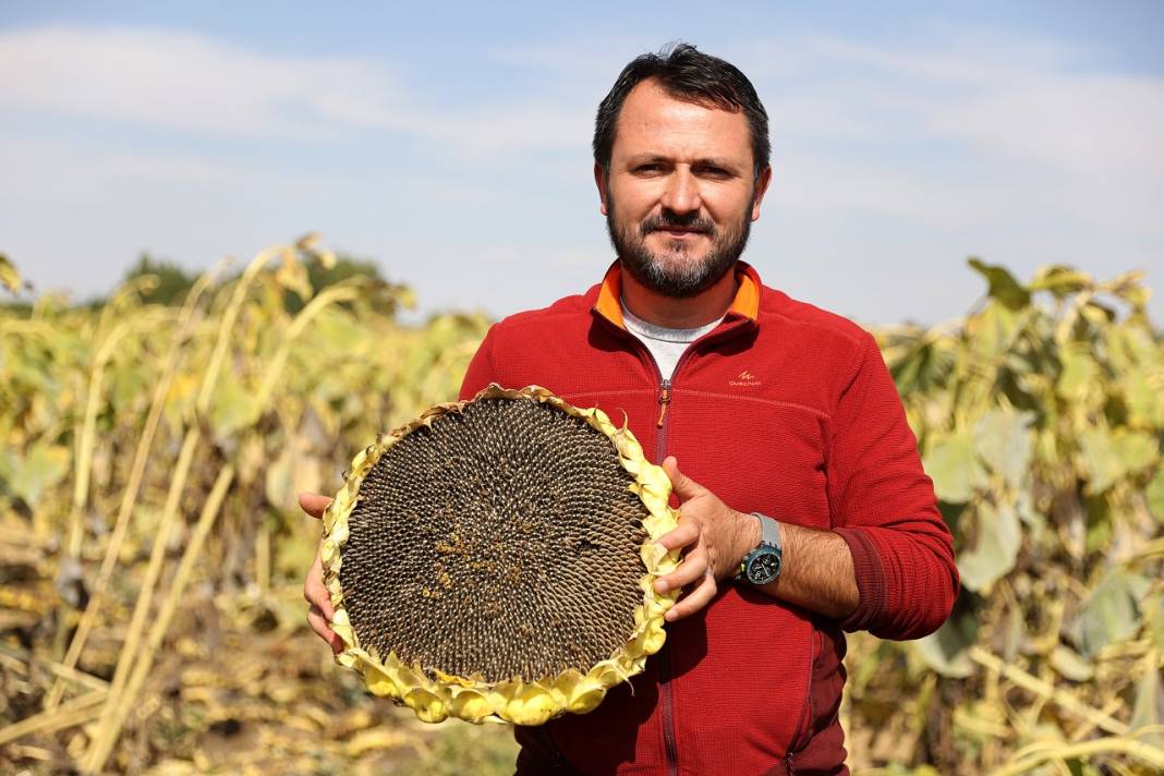 Konya Ovası'nda yağlık ayçiçeği verimiyle çiftçinin yüzünü güldürüyor 12